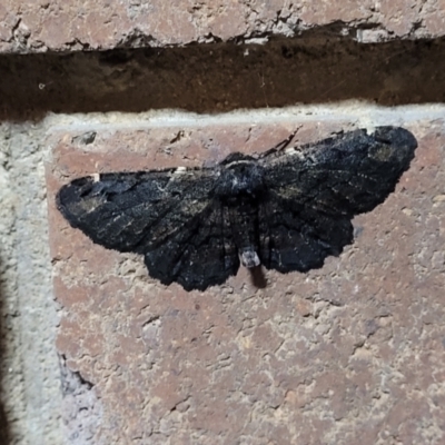 Pholodes sinistraria (Sinister or Frilled Bark Moth) at Sullivans Creek, Lyneham South - 7 Feb 2024 by trevorpreston