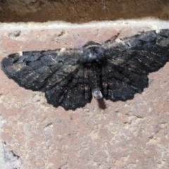 Pholodes sinistraria at Sullivans Creek, Lyneham South - 8 Feb 2024 08:09 AM