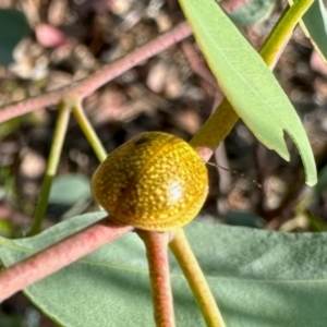 Paropsisterna cloelia at Dryandra St Woodland - 7 Feb 2024 11:15 AM