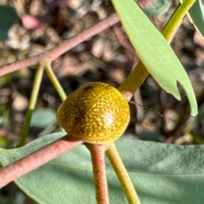 Paropsisterna cloelia (Eucalyptus variegated beetle) at Dryandra St Woodland - 7 Feb 2024 by KMcCue