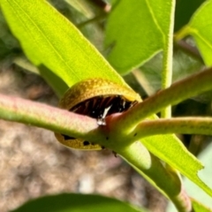 Paropsisterna cloelia at Dryandra St Woodland - 7 Feb 2024