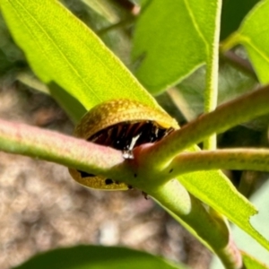 Paropsisterna cloelia at Dryandra St Woodland - 7 Feb 2024