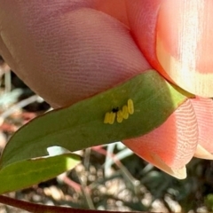 Paropsisterna cloelia at Dryandra St Woodland - 7 Feb 2024
