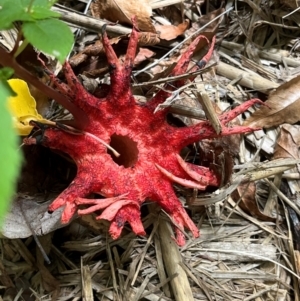 Aseroe rubra at Stirling, ACT - 8 Feb 2024