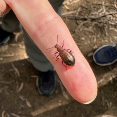 Ecnolagria grandis (Honeybrown beetle) at Dryandra St Woodland - 6 Feb 2024 by KMcCue