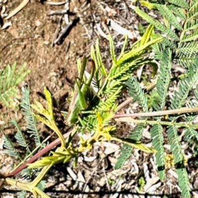 Conocephalomima barameda (False Meadow Katydid, Barameda) at Dryandra St Woodland - 7 Feb 2024 by KMcCue