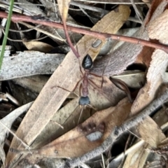 Myrmecia nigriceps (Black-headed bull ant) at Dryandra St Woodland - 6 Feb 2024 by KMcCue