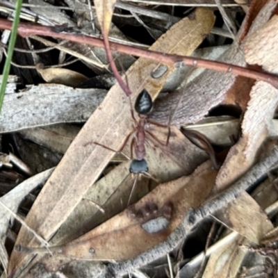 Myrmecia nigriceps (Black-headed bull ant) at Dryandra St Woodland - 7 Feb 2024 by KMcCue