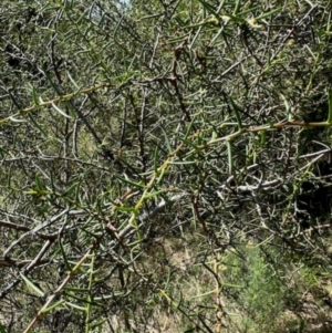 Acacia genistifolia at Dryandra St Woodland - 7 Feb 2024