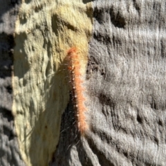 Pinara divisa (Common Pinara, Lasiocampidae) at O'Connor, ACT - 6 Feb 2024 by KMcCue