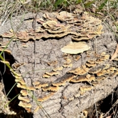 Trametes sp. at O'Connor, ACT - 7 Feb 2024 by KMcCue