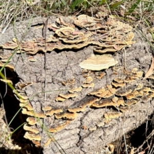 Trametes sp. at O'Connor, ACT - 7 Feb 2024 09:26 AM