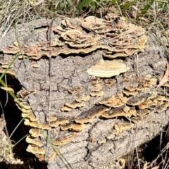 Trametes sp. at O'Connor, ACT - 6 Feb 2024 by KMcCue