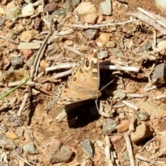 Junonia villida (Meadow Argus) at O'Connor, ACT - 7 Feb 2024 by KMcCue