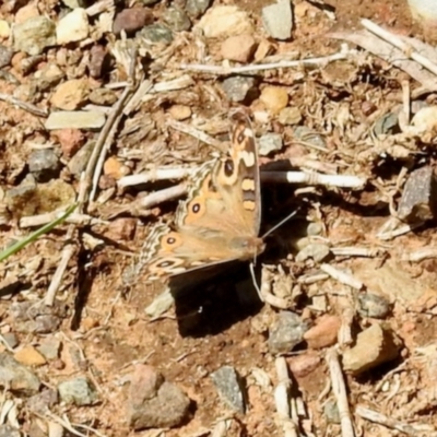 Junonia villida (Meadow Argus) at Dryandra St Woodland - 7 Feb 2024 by KMcCue