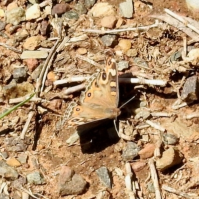 Junonia villida (Meadow Argus) at O'Connor, ACT - 7 Feb 2024 by KMcCue