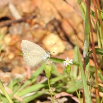Zizina otis (Common Grass-Blue) at O'Connor, ACT - 7 Feb 2024 by KMcCue