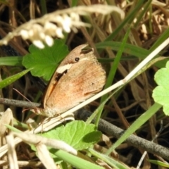 Heteronympha merope (Common Brown Butterfly) at O'Connor, ACT - 6 Feb 2024 by KMcCue