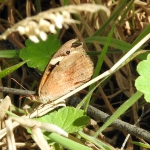 Heteronympha merope at Dryandra St Woodland - 7 Feb 2024 10:51 AM