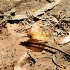 Heteronympha merope at Dryandra St Woodland - 7 Feb 2024