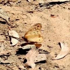 Heteronympha merope at Dryandra St Woodland - 7 Feb 2024 10:51 AM