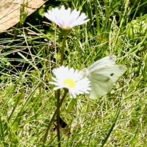 Pieris rapae at Dryandra St Woodland - 3 Feb 2024 01:27 PM