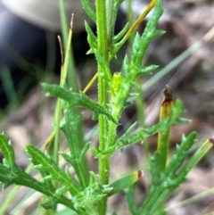 Senecio bathurstianus (Rough Fireweed) at Hall, ACT - 8 Feb 2024 by strigo