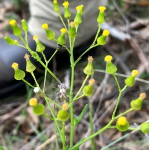 Senecio bathurstianus at Hall, ACT - 8 Feb 2024