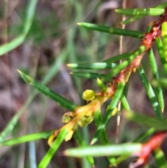 Acacia genistifolia (Early Wattle) at Hall, ACT - 8 Feb 2024 by strigo