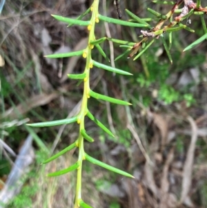 Acacia genistifolia at Hall, ACT - 8 Feb 2024