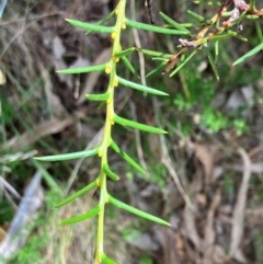 Acacia genistifolia at Hall, ACT - 8 Feb 2024
