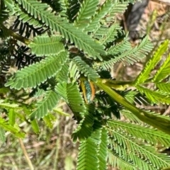 Calomela parilis (Leaf beetle) at Dryandra St Woodland - 7 Feb 2024 by KMcCue