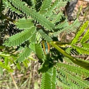 Calomela parilis at Dryandra St Woodland - 7 Feb 2024 10:58 AM