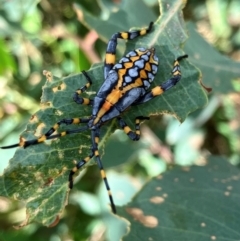 Amorbus alternatus (Eucalyptus Tip Bug) at Hall, ACT - 7 Feb 2024 by strigo