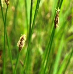 Eleocharis acuta (Common Spike-rush) at Hall, ACT - 7 Feb 2024 by strigo