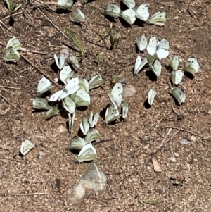 Pieris rapae at Anembo, NSW - 7 Feb 2024 01:31 PM