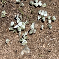 Pieris rapae (Cabbage White) at Anembo, NSW - 7 Feb 2024 by JaneR
