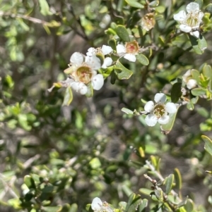 Leptospermum obovatum at Anembo, NSW - 7 Feb 2024 01:26 PM