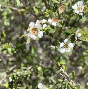 Leptospermum obovatum at Anembo, NSW - 7 Feb 2024