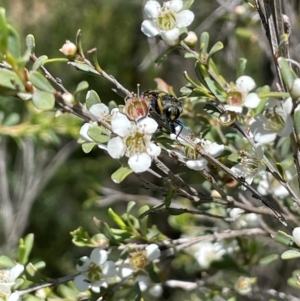 Leptospermum obovatum at Anembo, NSW - 7 Feb 2024 01:26 PM