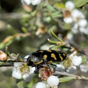 Castiarina decemmaculata at Anembo, NSW - 7 Feb 2024