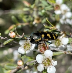 Castiarina decemmaculata at Anembo, NSW - 7 Feb 2024 01:26 PM