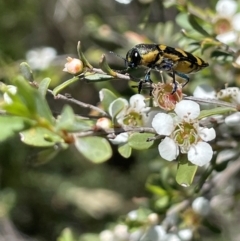 Castiarina decemmaculata at Anembo, NSW - 7 Feb 2024