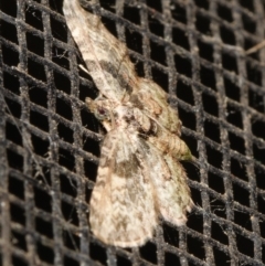 Chloroclystis catastreptes (Green and Brown Carpet) at Downer, ACT - 8 Feb 2024 by RobertD