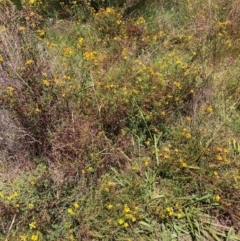 Hypericum perforatum (St John's Wort) at Mount Majura - 7 Feb 2024 by waltraud