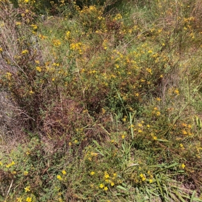 Hypericum perforatum (St John's Wort) at The Fair, Watson - 7 Feb 2024 by waltraud