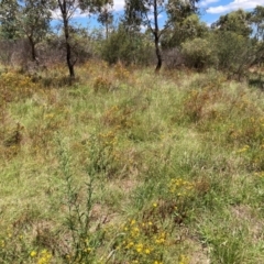 Hypericum perforatum at Mount Majura - 7 Feb 2024 02:01 PM