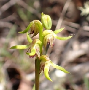 Corunastylis cornuta at Aranda Bushland - suppressed