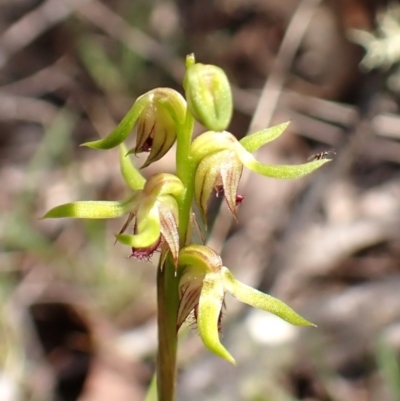 Corunastylis cornuta (Horned Midge Orchid) at Aranda, ACT - 7 Feb 2024 by CathB