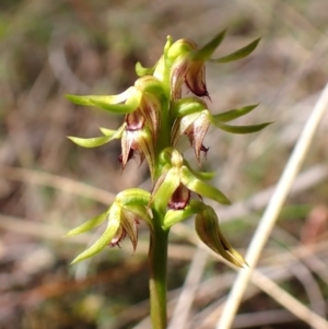 Corunastylis cornuta at Aranda Bushland - 7 Feb 2024